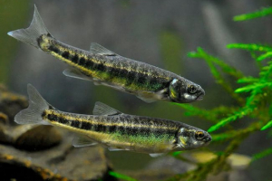 Minnow